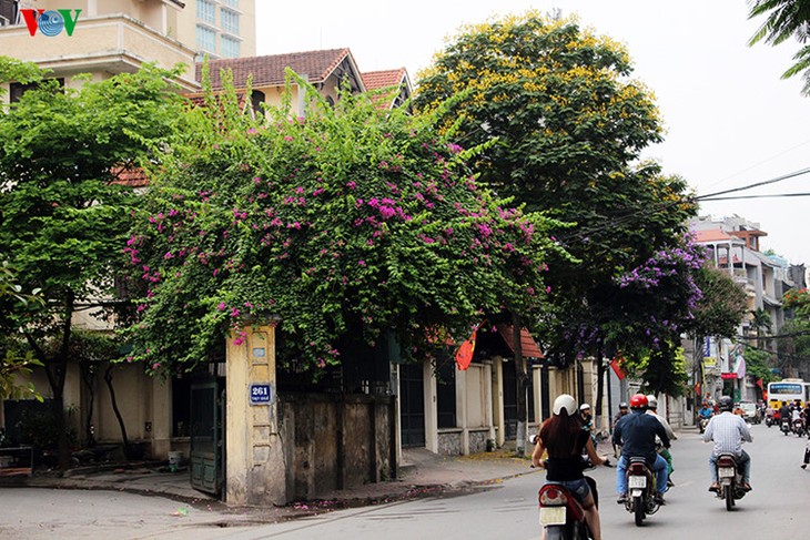 Hanoi aux couleurs de l’été - ảnh 7